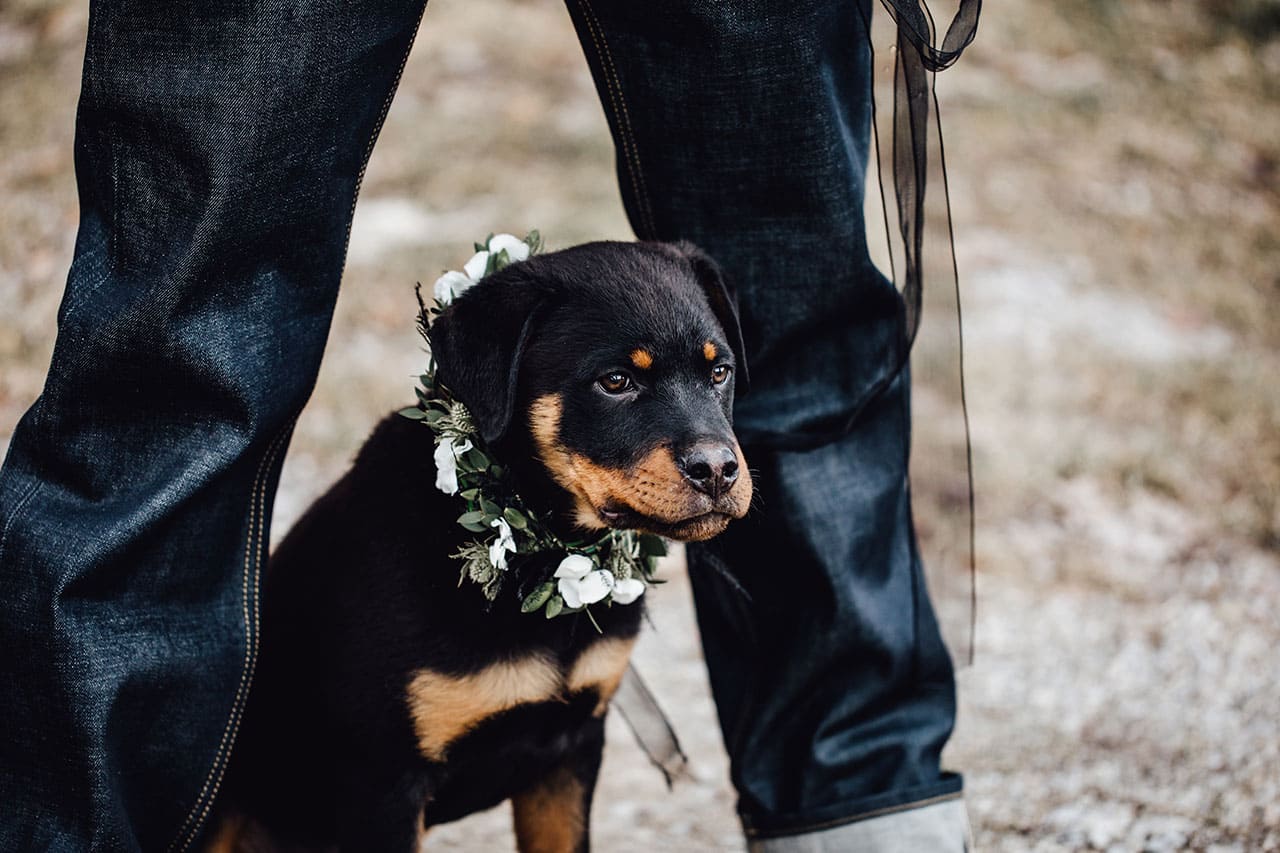 Blumenschmuck für den Hund zur Hochzeit - Tolles Blumenhalsband
