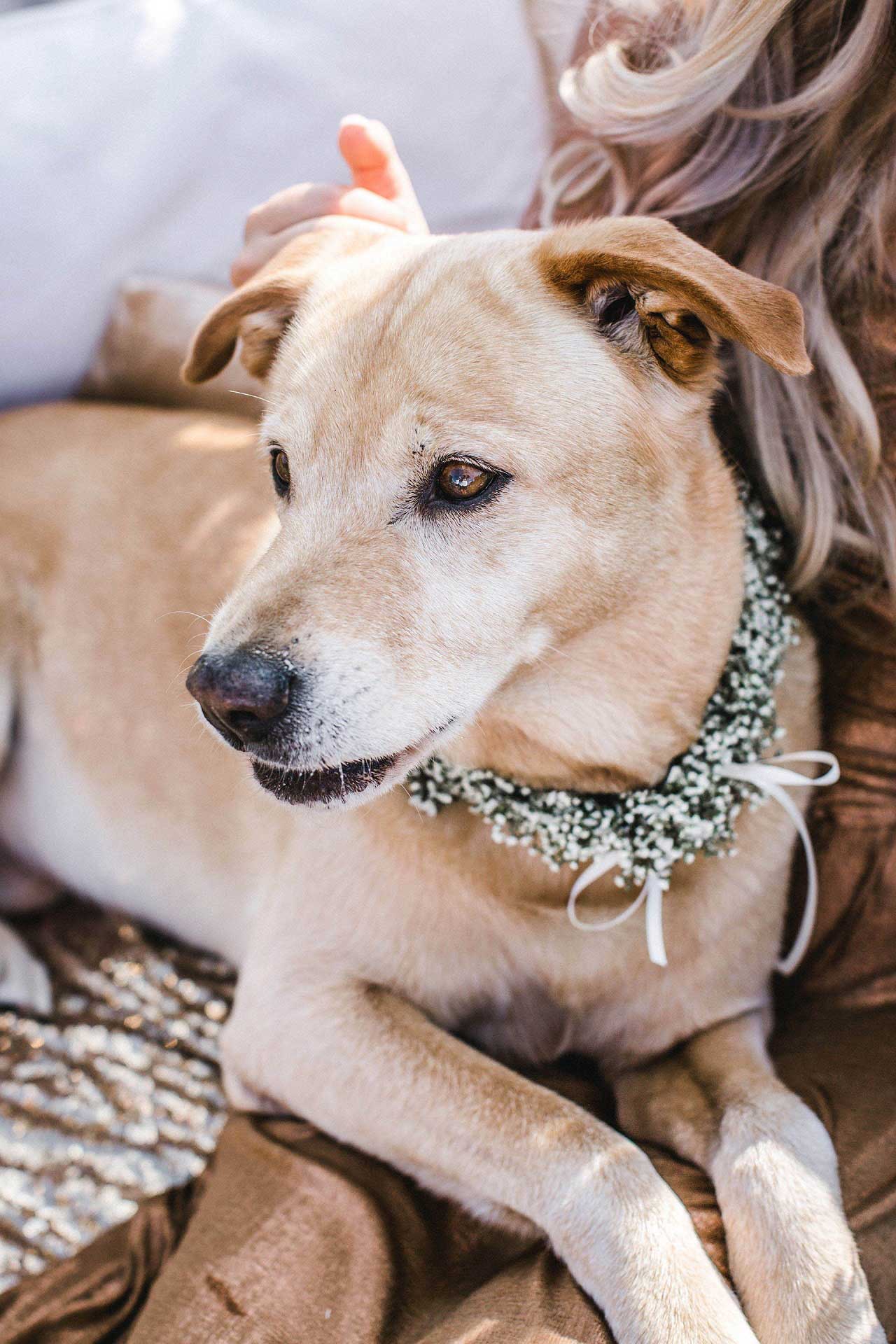 Blumenhalsband für den Hund zur Hochzeit