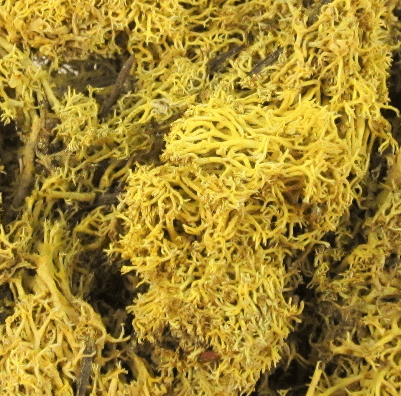 Finnland Moos, Naturdeko, gelb, 50g-Beutel DIY Basteln Floristik